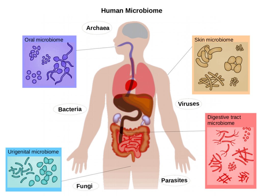 Human Microbiome