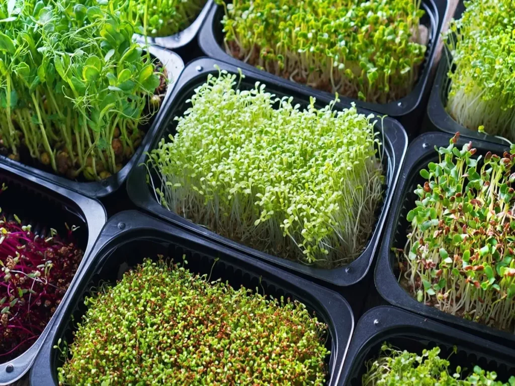 how to start a microgreens business